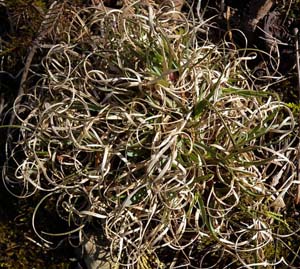 Poverty Oatgrass /
Danthonia spicata
